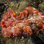 Phrikoceros katoi