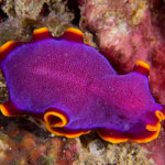 Pseudoceros ferrugineus