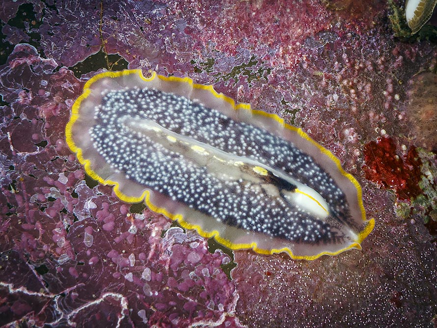 Unidentified sp. 17
