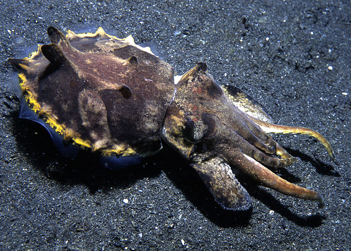 Cuttlefish 03