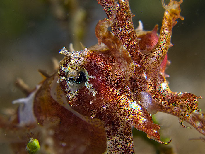 Cuttlefish sp.