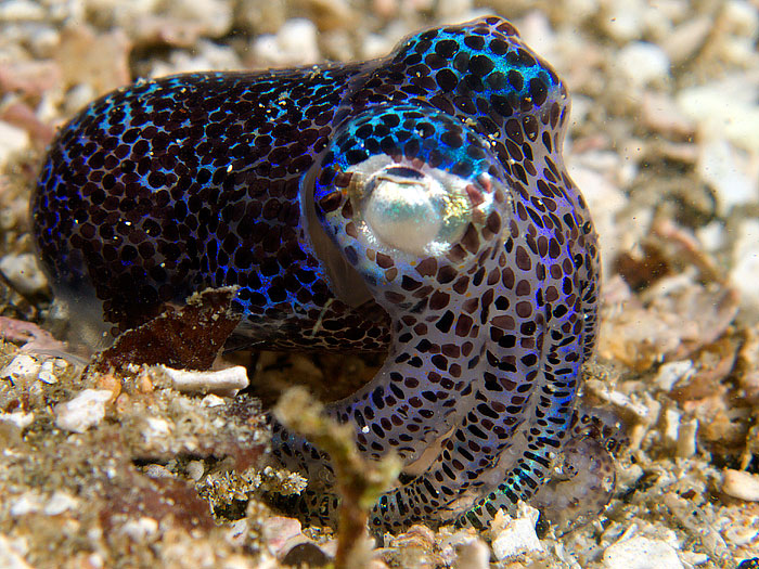 Bobtail squid sp.