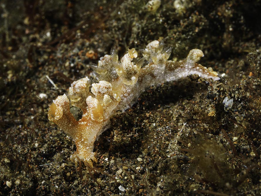 Bornella sp. A