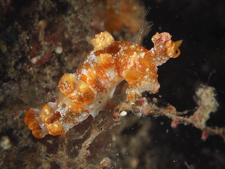 Bornella sp. 3