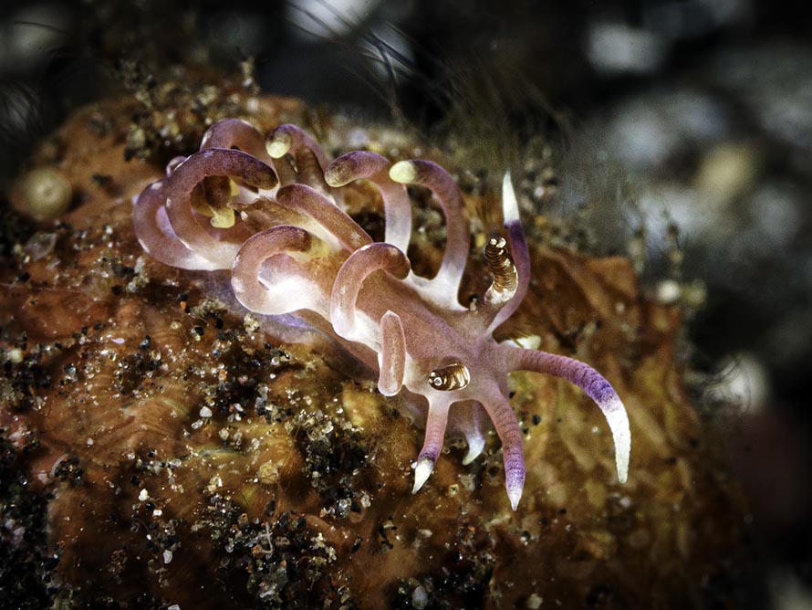 Ceratodoris sp. A