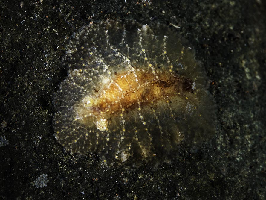 Discodorid sp. AA