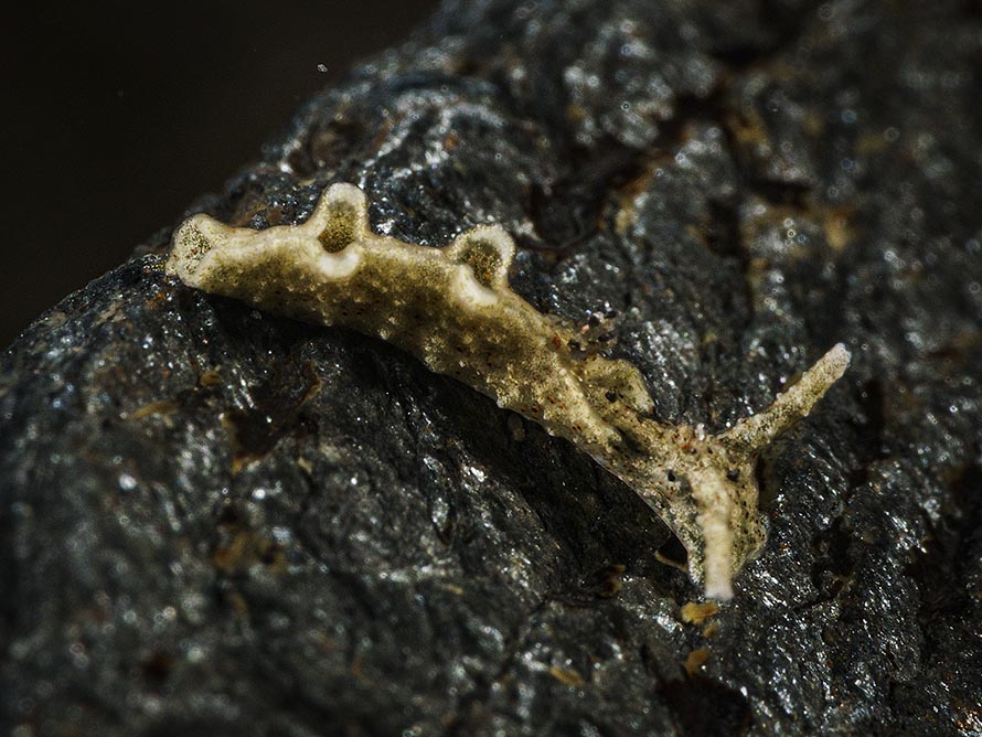 Elysia sp. Z