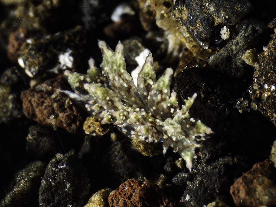 Janolus incrustans