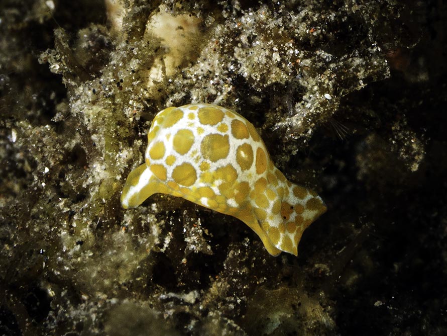 Lamprohaminoea evelinae