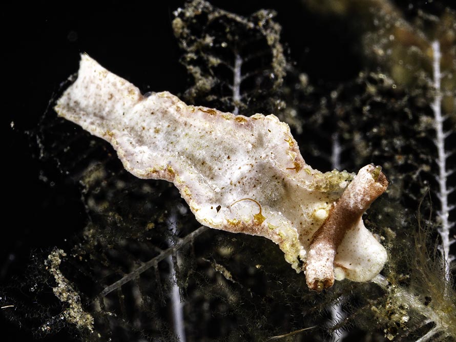 Lomanotus sp. V