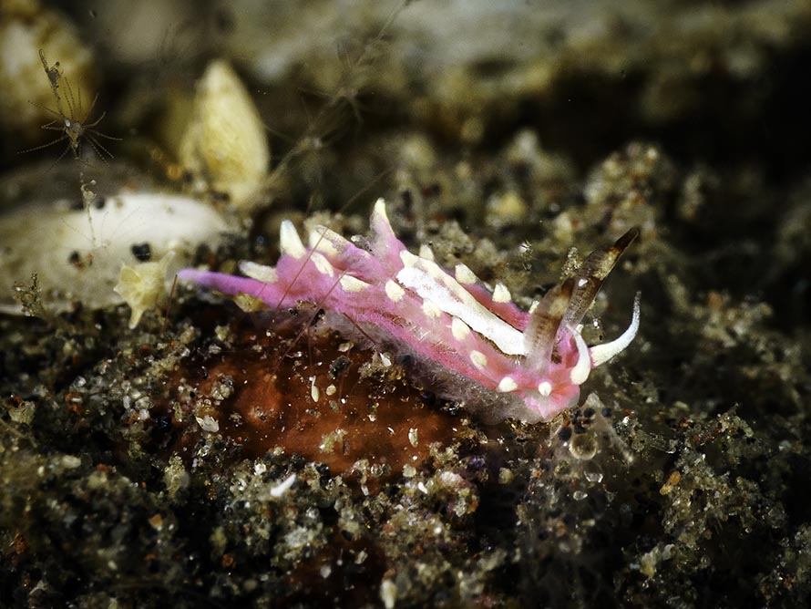 Naisdoris vitiligata