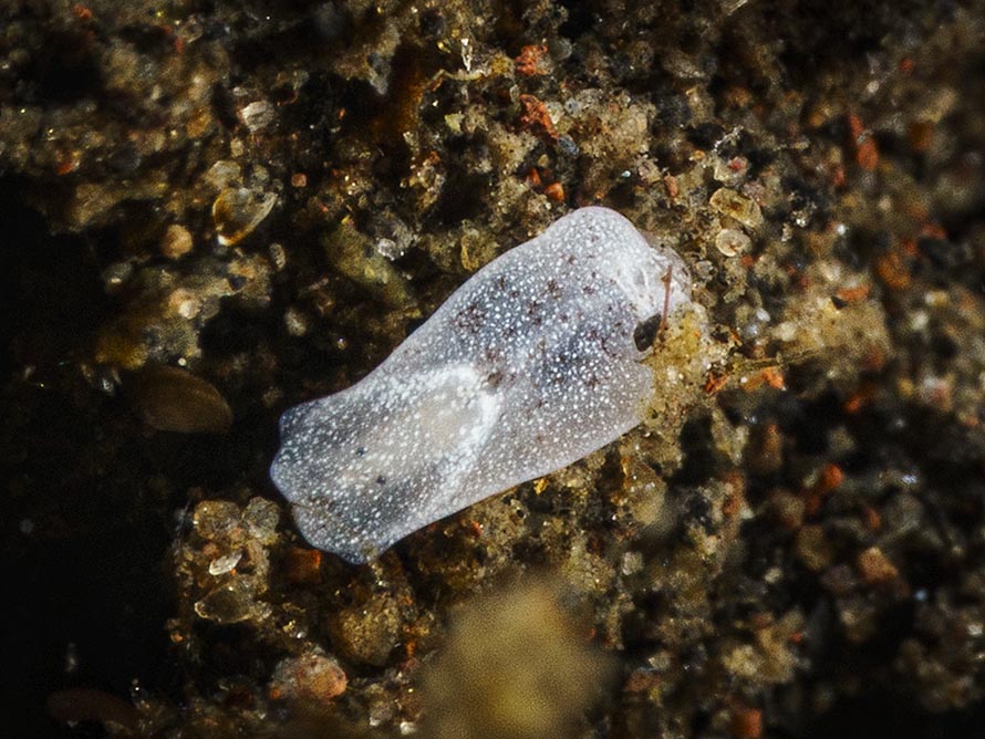 Phanerophthalmus perpallidus