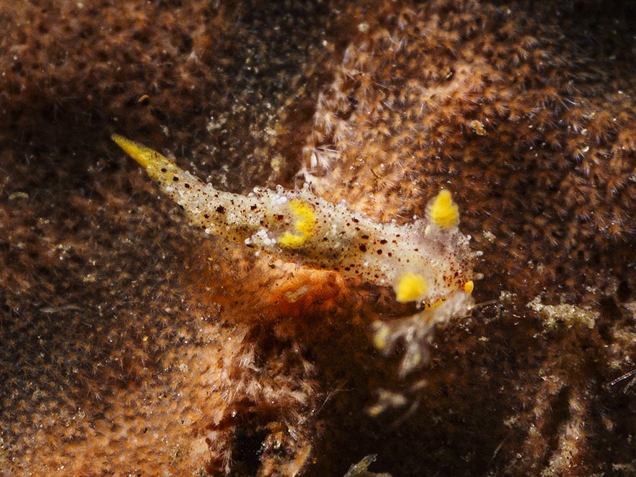 Polycera sp. L