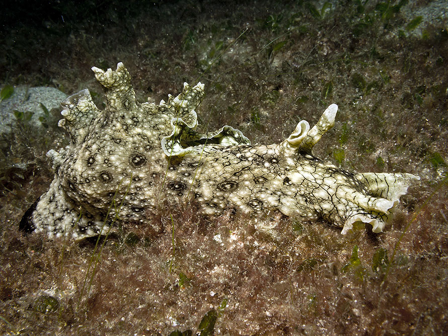 Aplysia argus