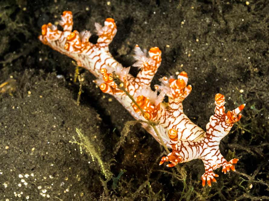 Bornella cf. stellifer