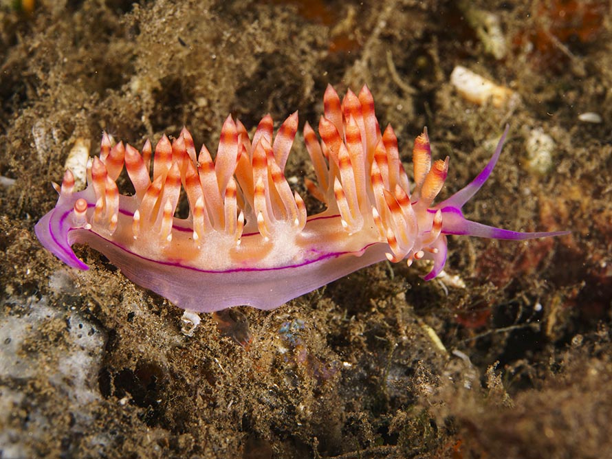 Coryphellina flamma