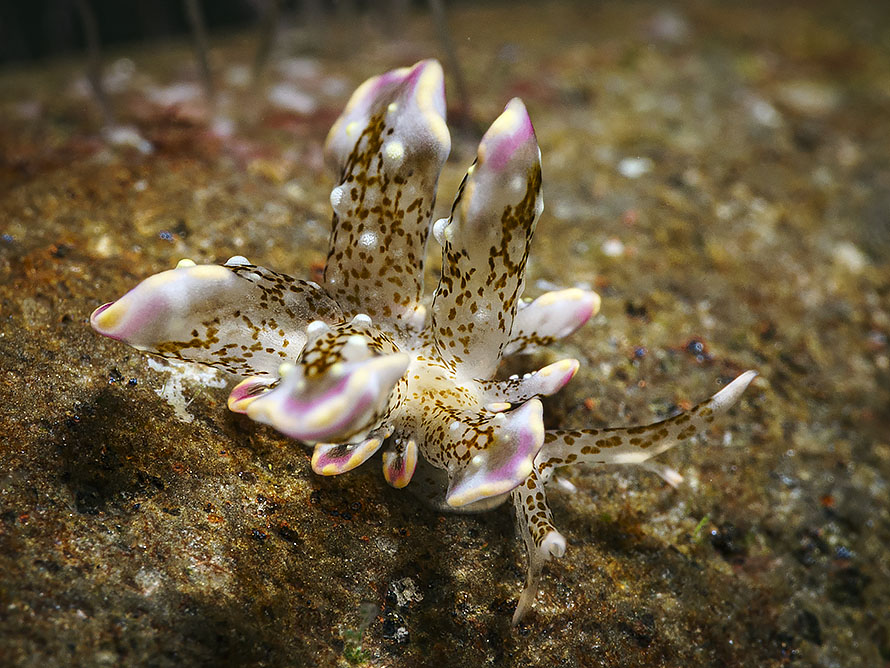 Cyerce blackburnae