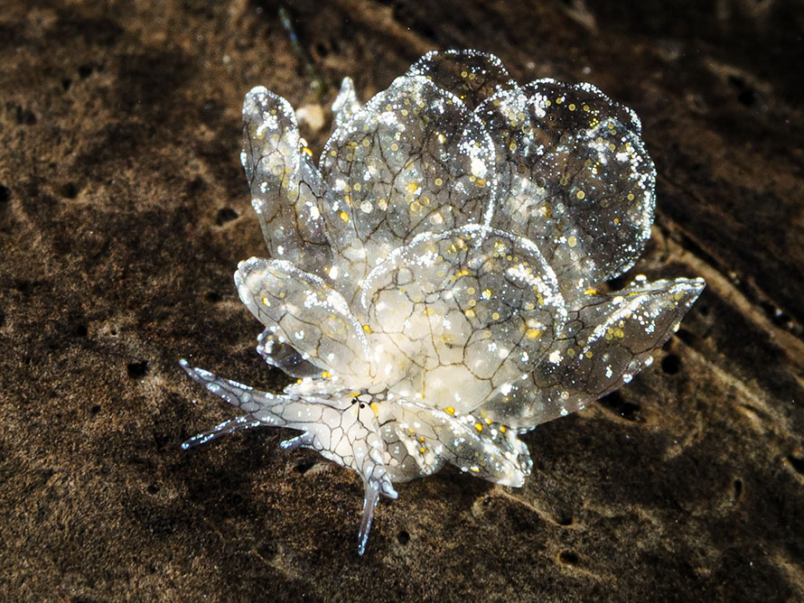 Cyerce katiae
