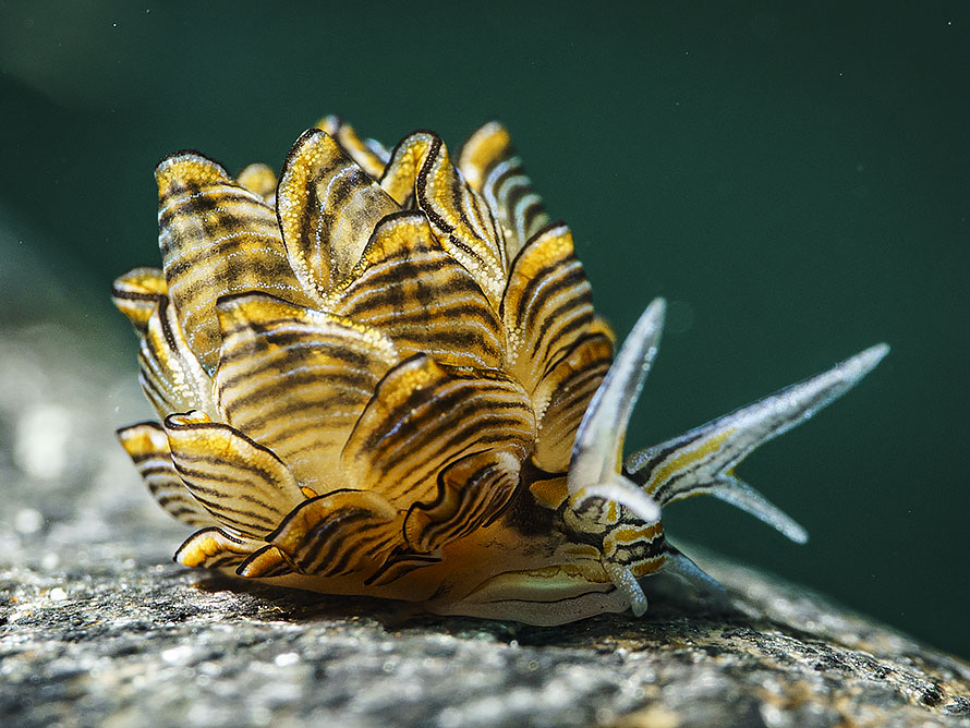 Cyerce nigra