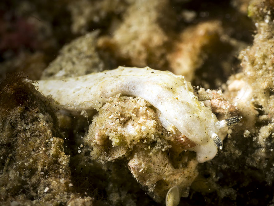Dermatobranchus rodmani