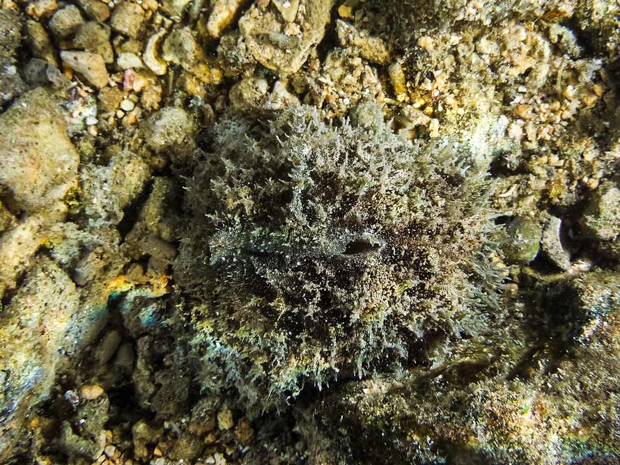 Dolabrifera dolabrifera
