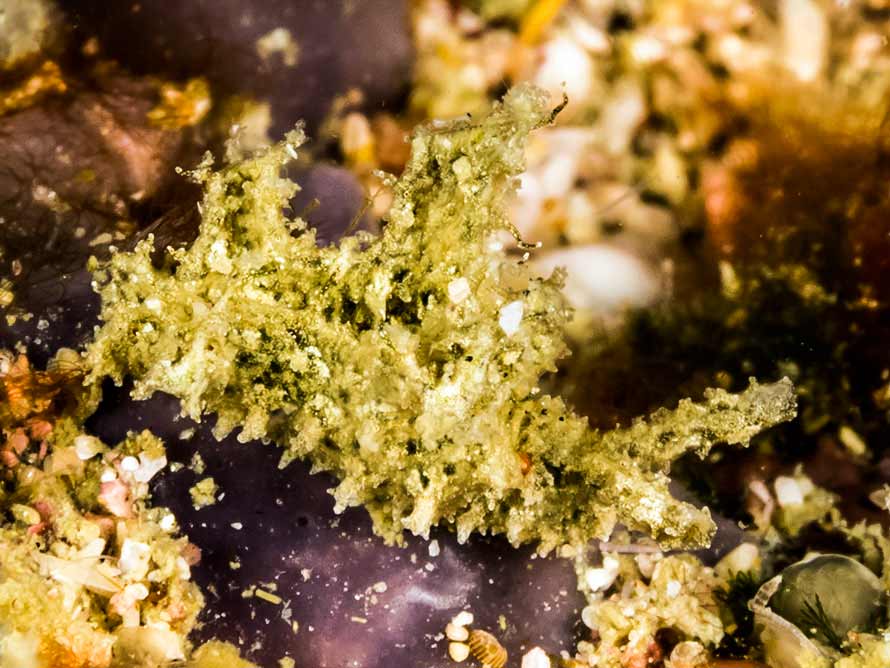 Elysia sp. AH