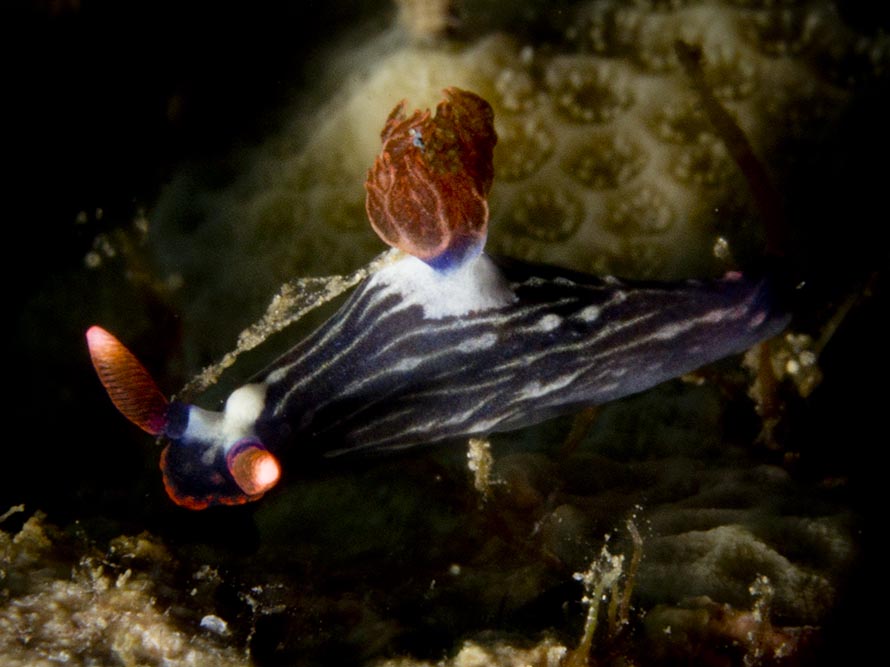 Elysia sp. Q