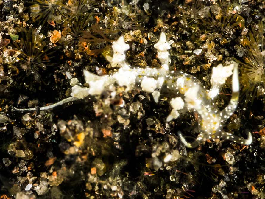 Eubranchus sp. 11