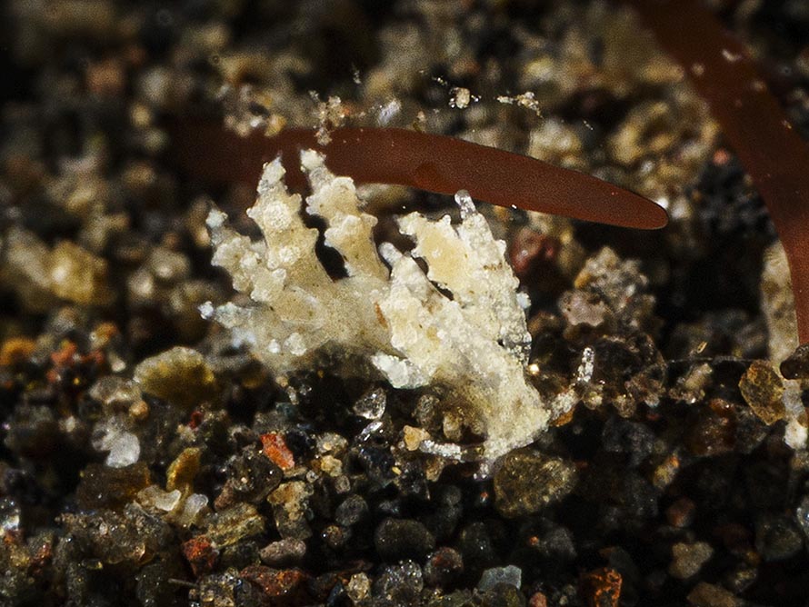Eubranchus sp.14