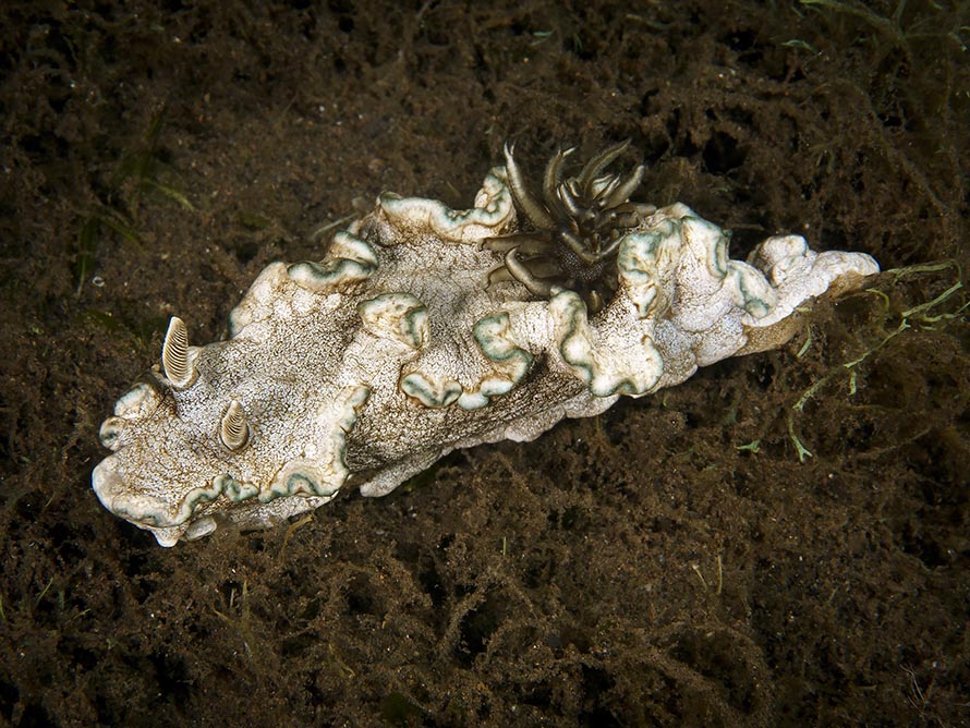 Glossodoris sp. D