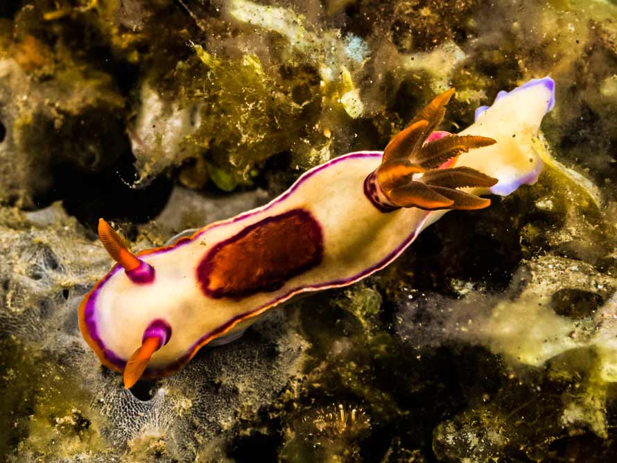 Hypselodoris iba