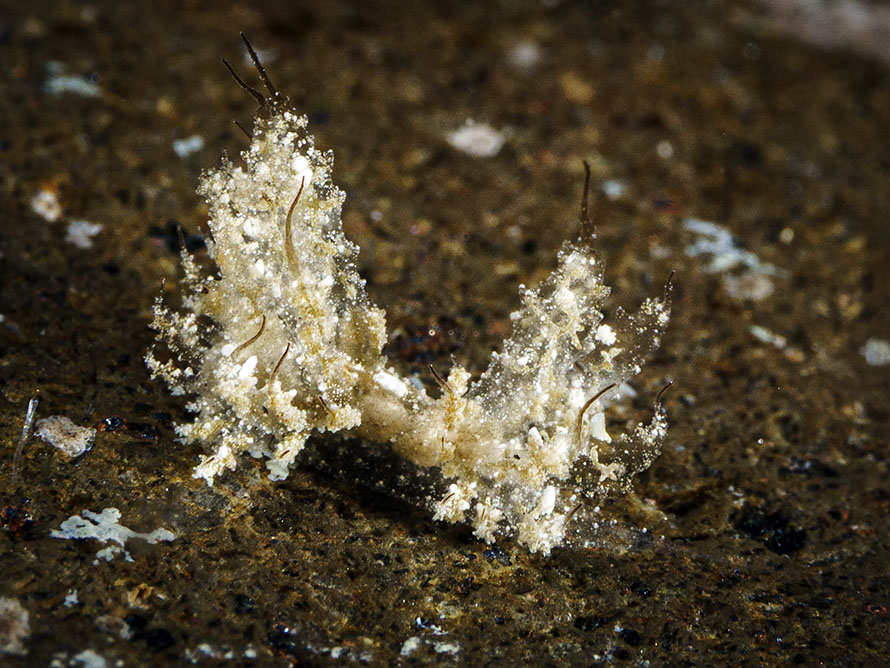 Janolus mirabilis