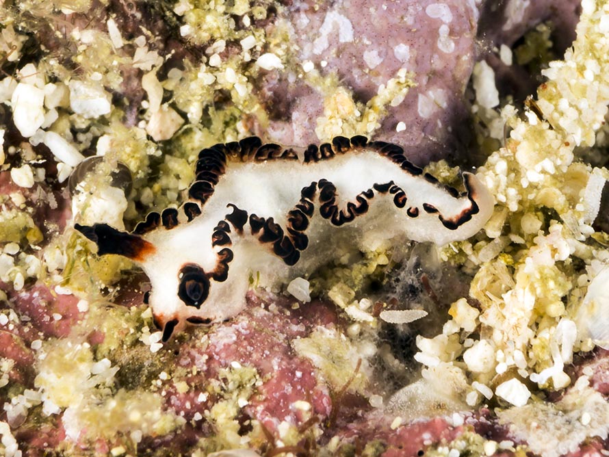 Lomanotus sp. ZQ
