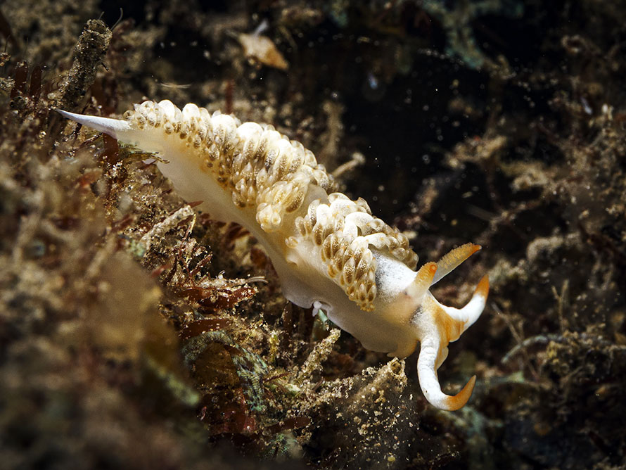 Moridilla sp. F