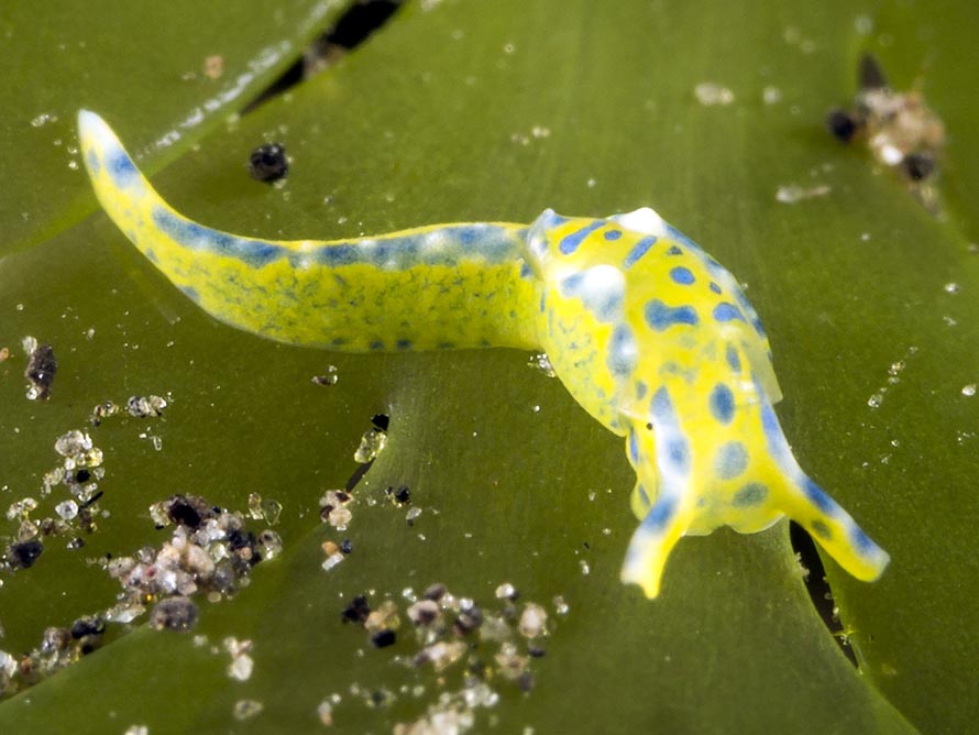 Oxynoe jacksoni