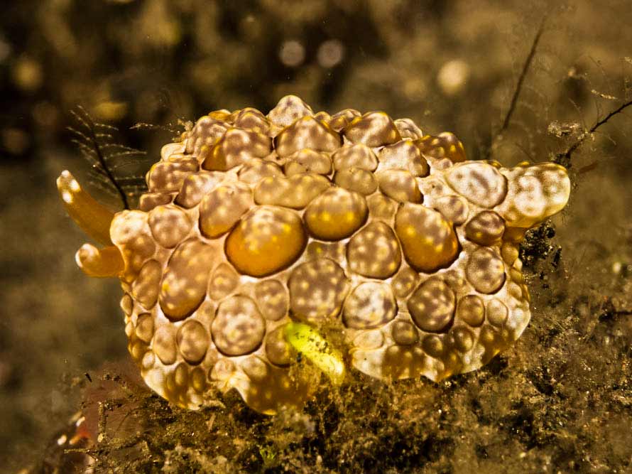 Pleurobranchus forskalii