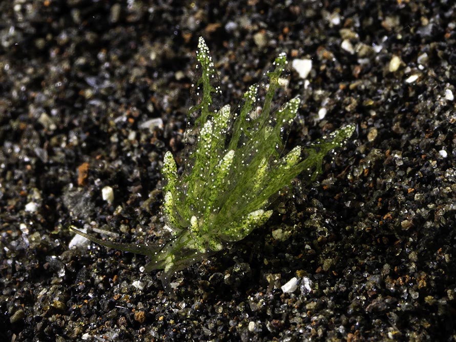 Stiliger sp. K