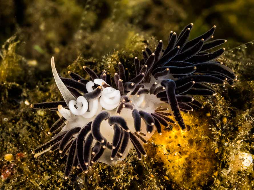 Tenellia melanobrachia