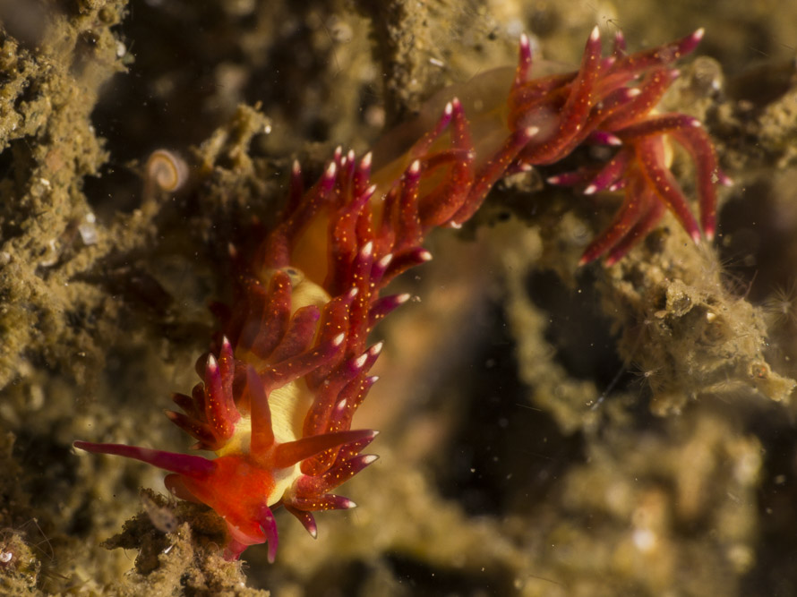 Tenellia sp. 29