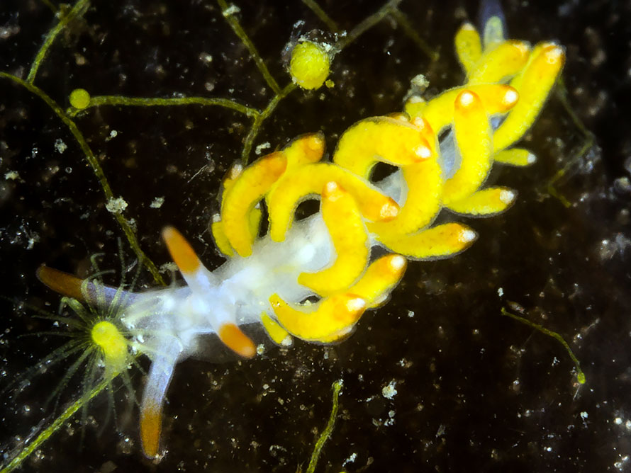 Tenellia sp. 46