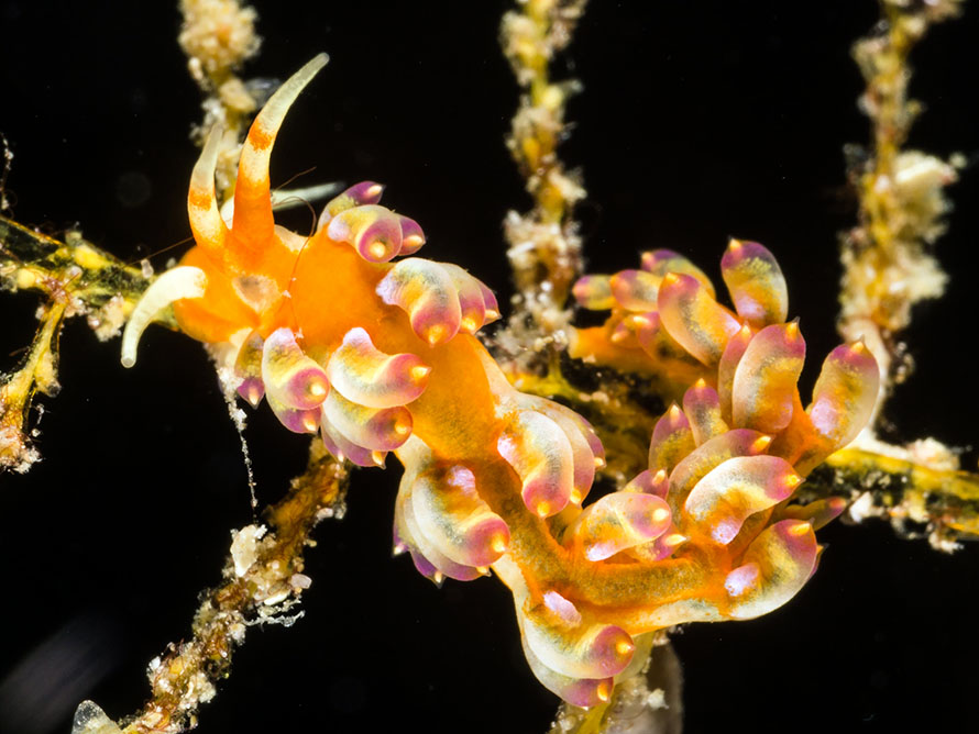 Tenellia sp. 53