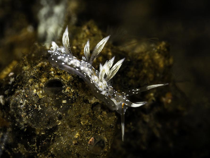 Tenellia sp. 56
