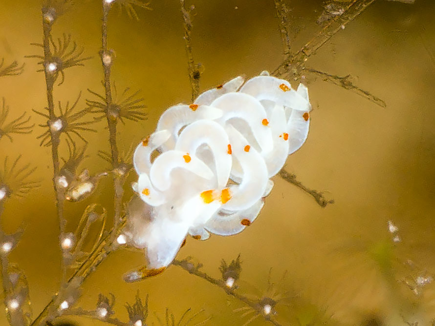 Tenellia sp. 60
