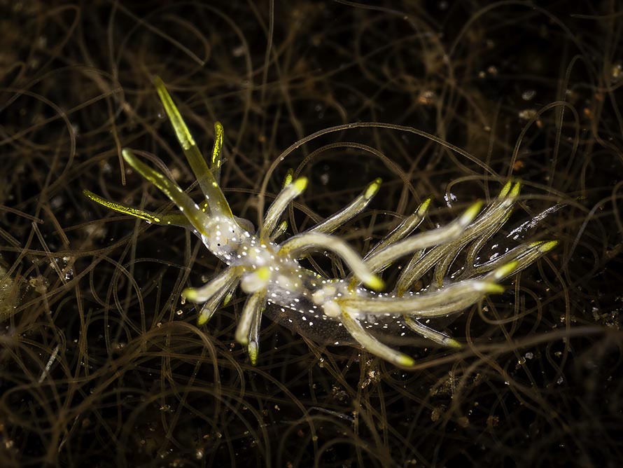 Tenellia sp. AC