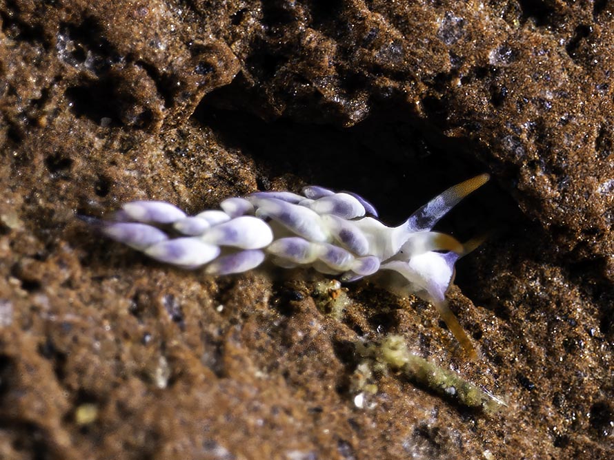 Tenellia sp. AE