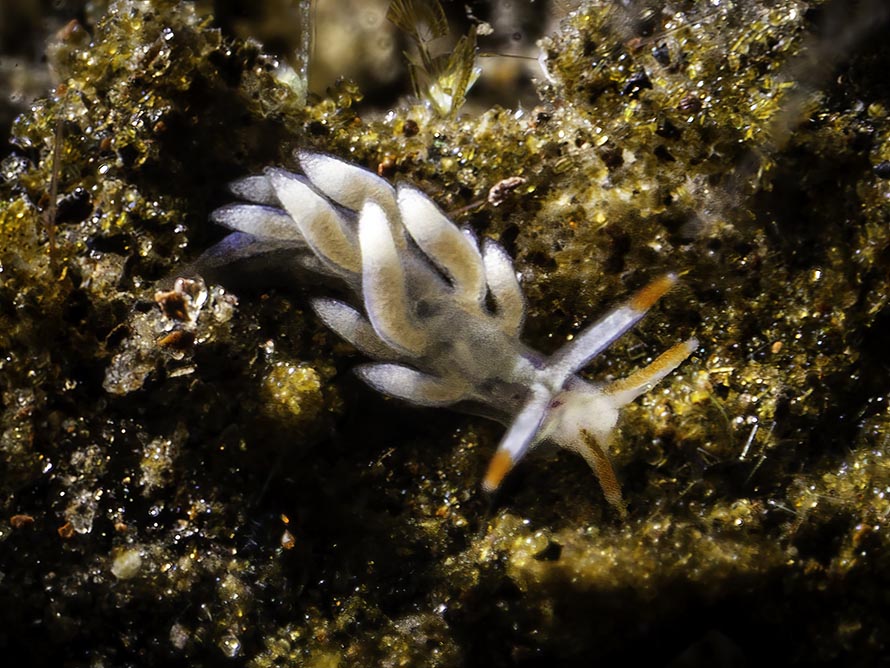 Tenellia sp. AG