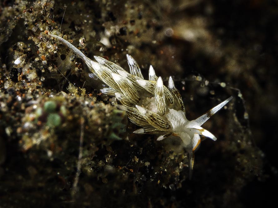 Tenellia sp. AR
