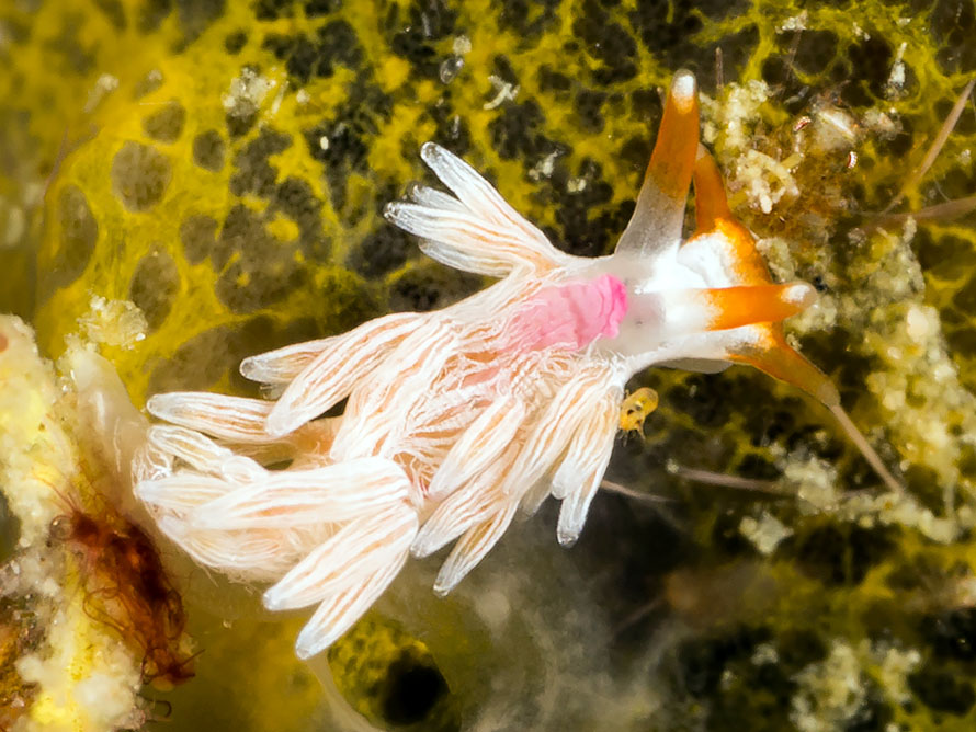 Tenellia sp. H