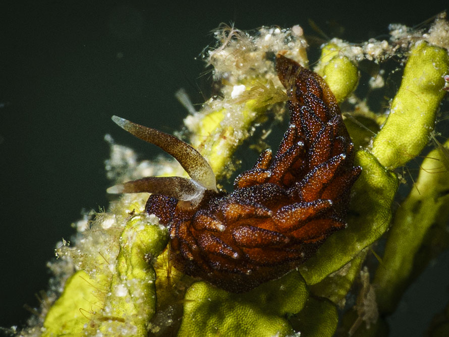 Tenellia sp. ZA