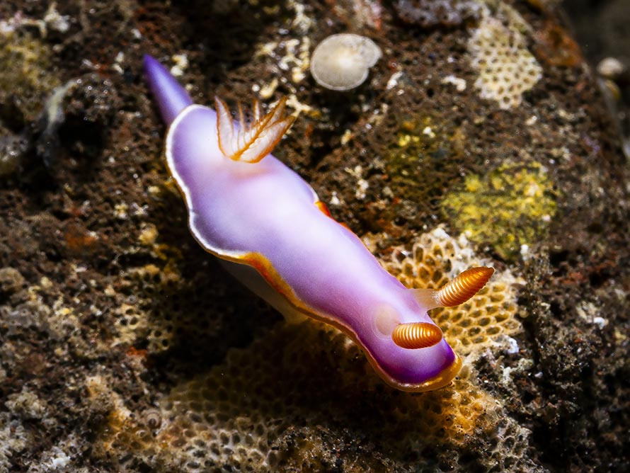 Thorunna sp. 2